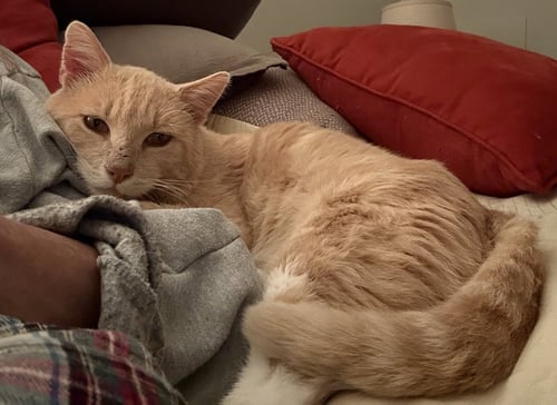 KENNY ROGERS - Domestic Short Hair available for adoption