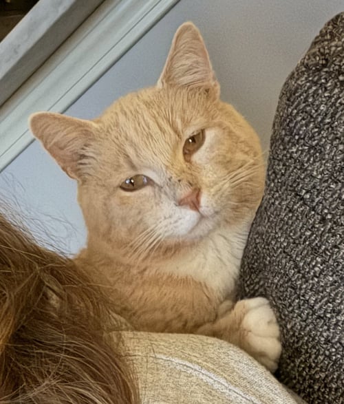 KENNY ROGERS - Domestic Short Hair available for adoption