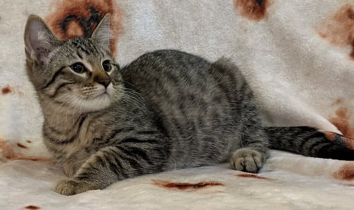 PIRATE - Domestic Short Hair available for adoption