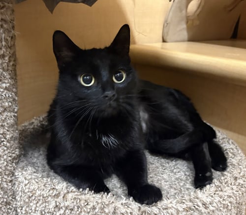 MIRANDA - Domestic Short Hair for adoption in Overland Park
