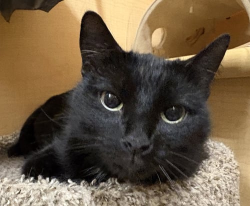 MIRANDA - Domestic Short Hair available for adoption