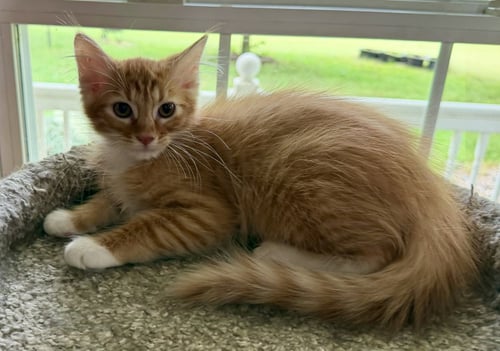 HONEY SEIBOLD - Domestic Long Hair for adoption in Overland Park