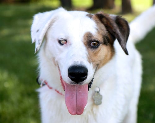 MANGO - Australian Shepherd / Great Pyrenees for adoption in Overland Park