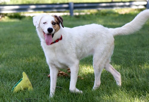 MANGO - Australian Shepherd / Great Pyrenees available for adoption