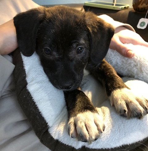 SALEE - Plott Hound / Dutch Shepherd available for adoption