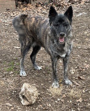 TRIXIE *CL* - Dutch Shepherd available for adoption