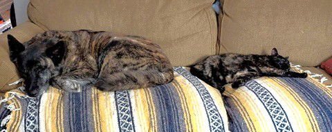 TRIXIE *CL* - Dutch Shepherd available for adoption