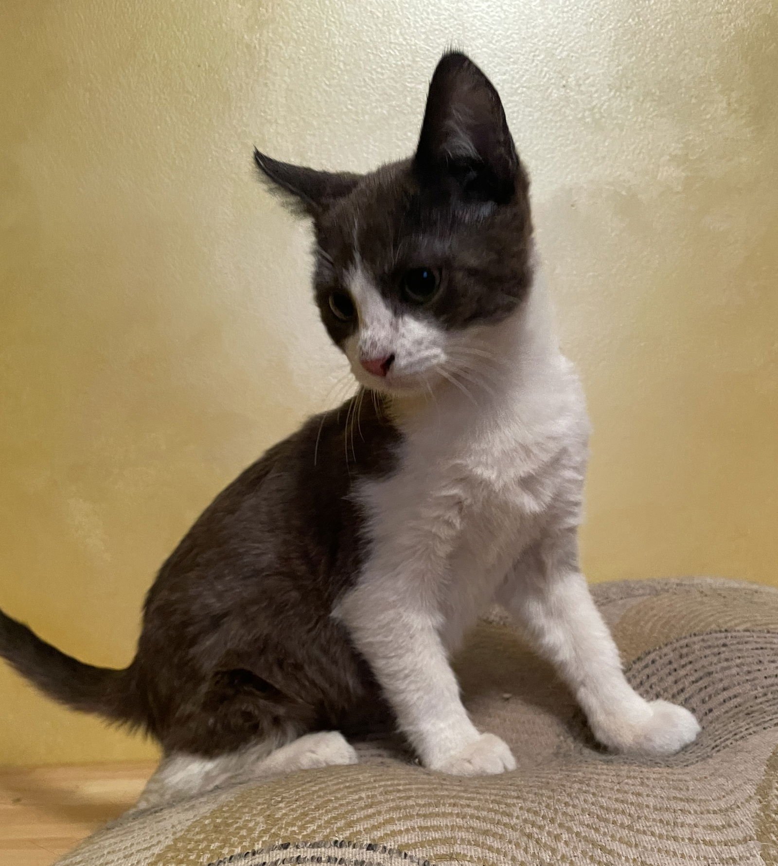 BEN LYLES - Domestic Short Hair available for adoption