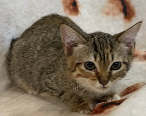 DORALEE - Domestic Short Hair available for adoption