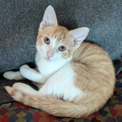 RAUL - Domestic Short Hair available for adoption