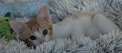 RAUL - Domestic Short Hair available for adoption