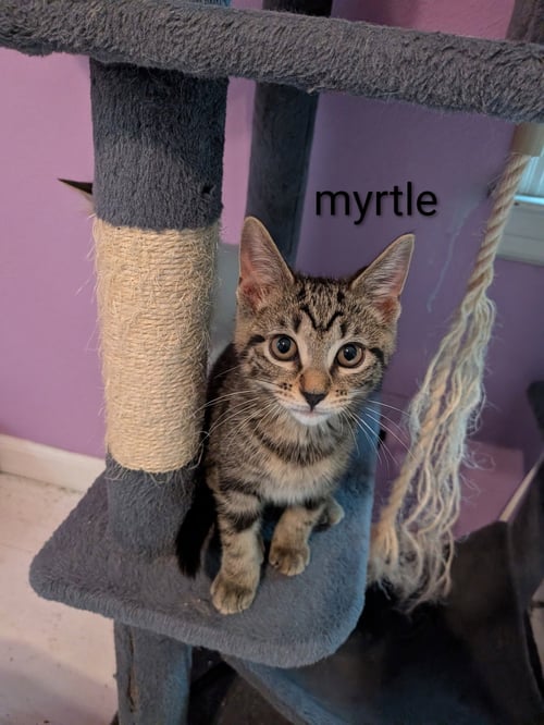 MYRTLE - Domestic Short Hair available for adoption