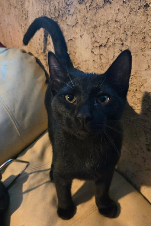 HEALTHY - Domestic Short Hair available for adoption