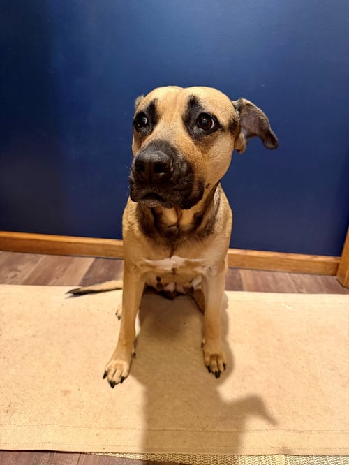 RUBY *CL* - German Shepherd Dog for adoption in Overland Park