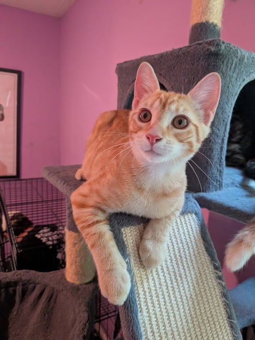 VIRGIL VAN DIJK - Domestic Short Hair available for adoption