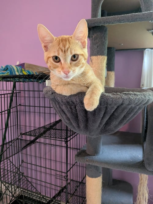 VIRGIL VAN DIJK - Domestic Short Hair available for adoption
