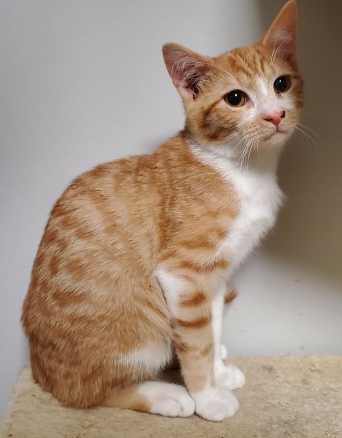 OLLIE - Domestic Short Hair for adoption in Overland Park