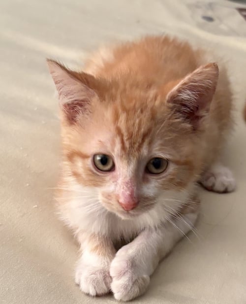 OLLIE - Domestic Short Hair available for adoption
