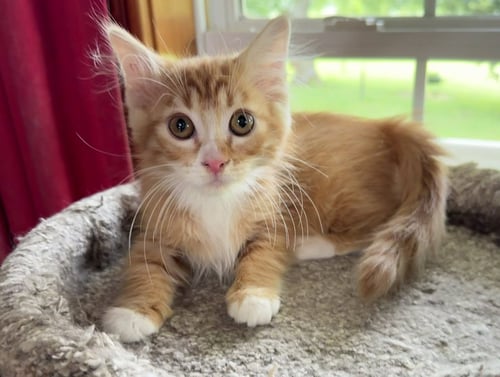 PEACHES SEIBOLD - Domestic Medium Hair for adoption in Olathe
