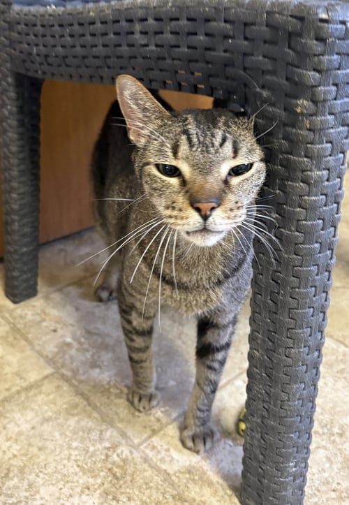 CHANCE - Domestic Short Hair for adoption in Overland Park