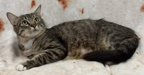 DENISE SEIBOLD - Domestic Short Hair available for adoption