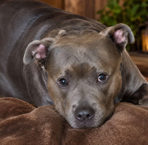 ANITA *CL* - Bulldog / American Staffordshire Terrier available for adoption