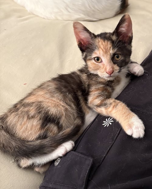 MARYHILL - Domestic Short Hair available for adoption