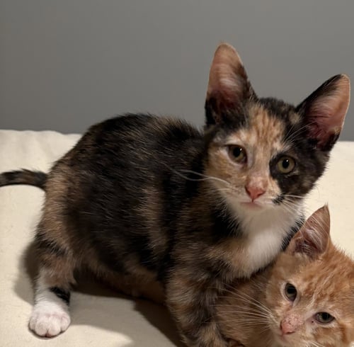 MARYHILL - Domestic Short Hair available for adoption
