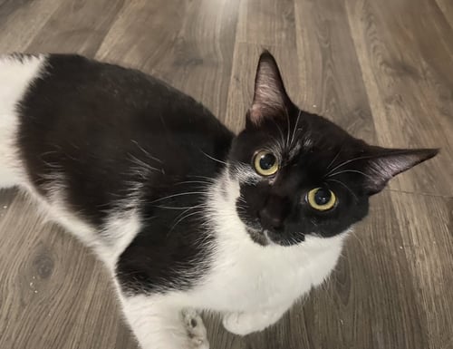 SUGAR SUGAR - Domestic Short Hair for adoption in Overland Park