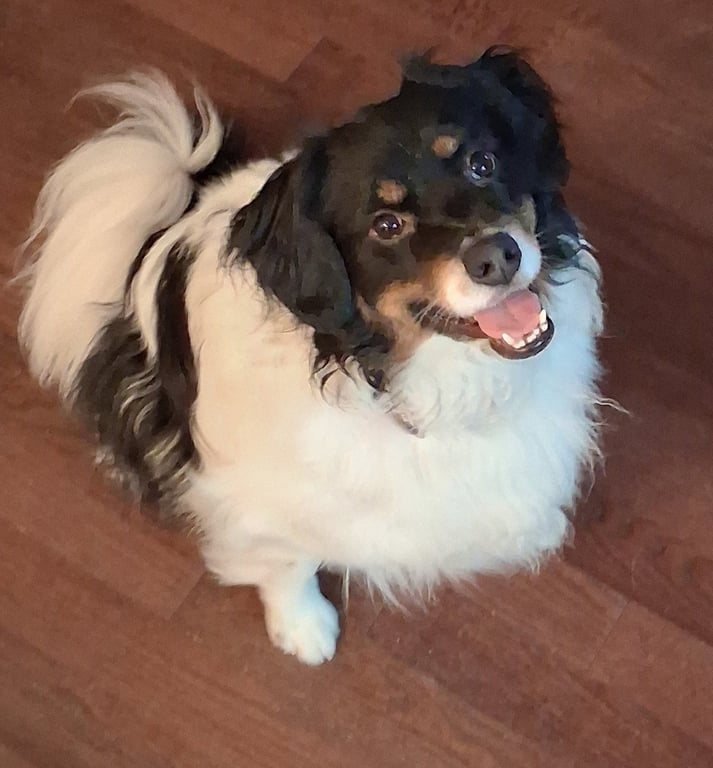Nigel Image