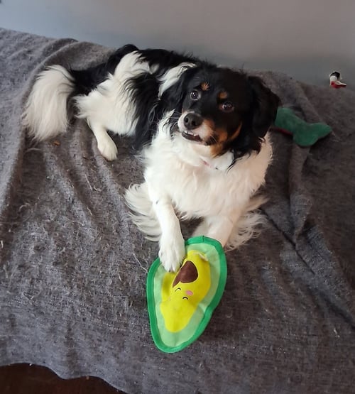 NIGEL - Australian Shepherd / Papillon available for adoption