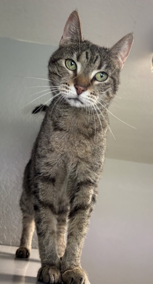 DAISY ANDREWS - Domestic Short Hair available for adoption