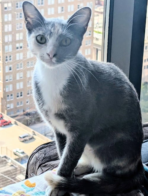 KEKO - Domestic Short Hair available for adoption