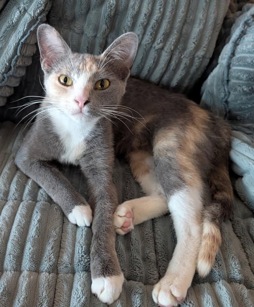 KEKO - Domestic Short Hair available for adoption