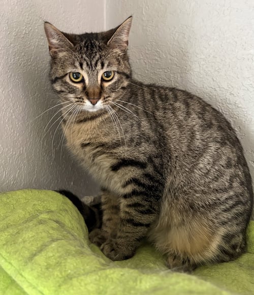 LUKE SUTTON - Domestic Short Hair available for adoption