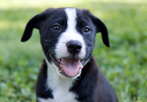 LEONARD HOFSTADTER - Black Labrador Retriever / Border Collie available for adoption