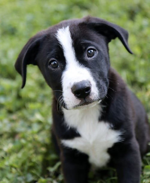 LEONARD HOFSTADTER - Black Labrador Retriever / Border Collie available for adoption