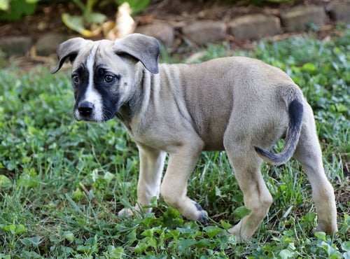 HOWARD WOLOWITZ - Australian Shepherd / Labrador Retriever available for adoption
