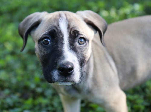 HOWARD WOLOWITZ - Australian Shepherd / Labrador Retriever for adoption in Overland Park