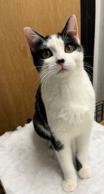 ***ALTA***CL - Domestic Short Hair for adoption in Overland Park
