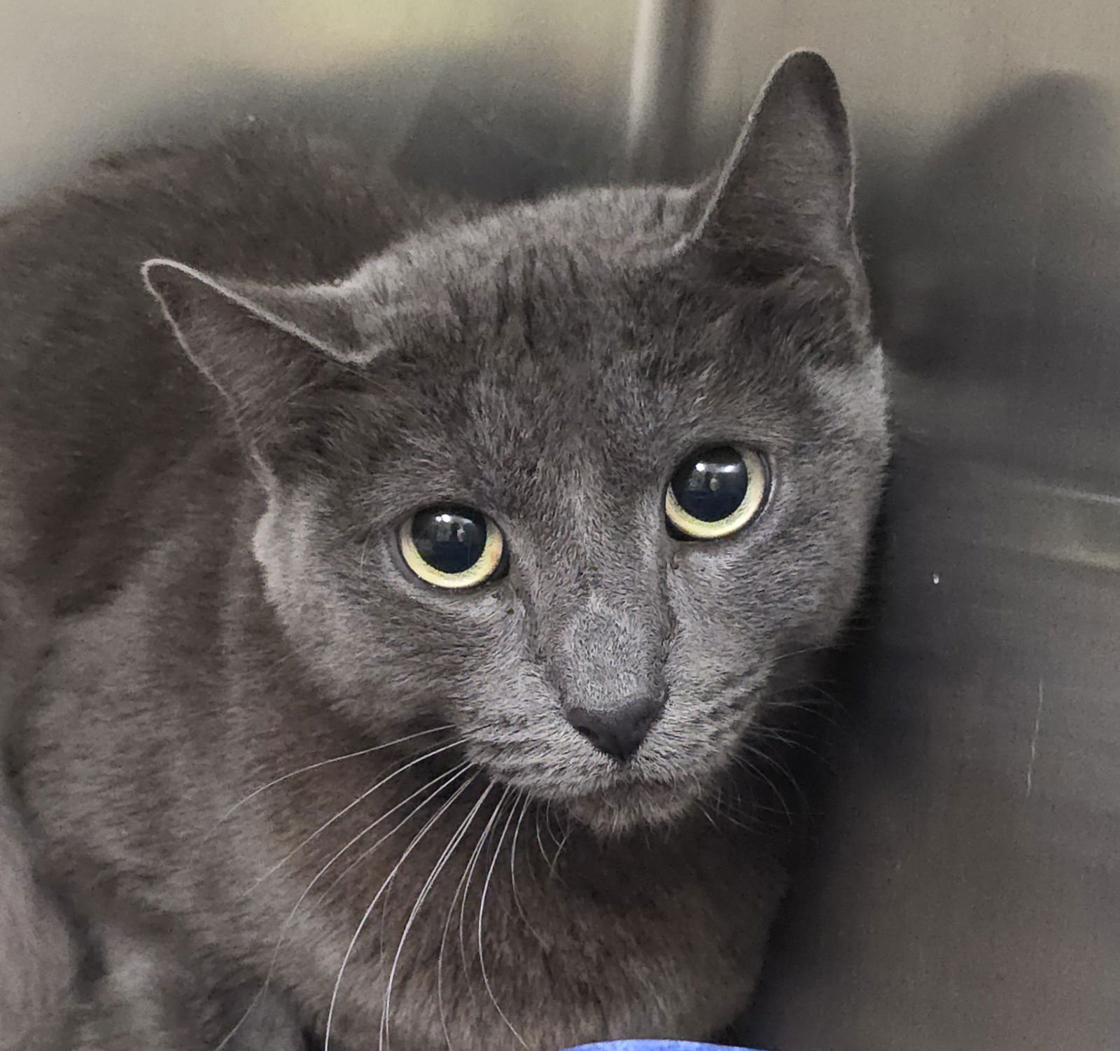 THALIA - Domestic Short Hair available for adoption