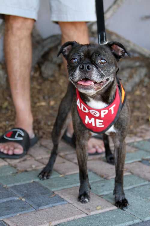 LUNA - Boston Terrier / Pug available for adoption