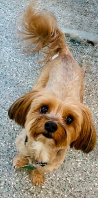 Pookie & Max *BONDED PAIR* - Photo 1