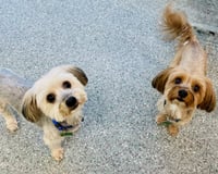 Pookie & Max *BONDED PAIR* - Photo 3