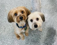Pookie & Max *BONDED PAIR* - Photo 4