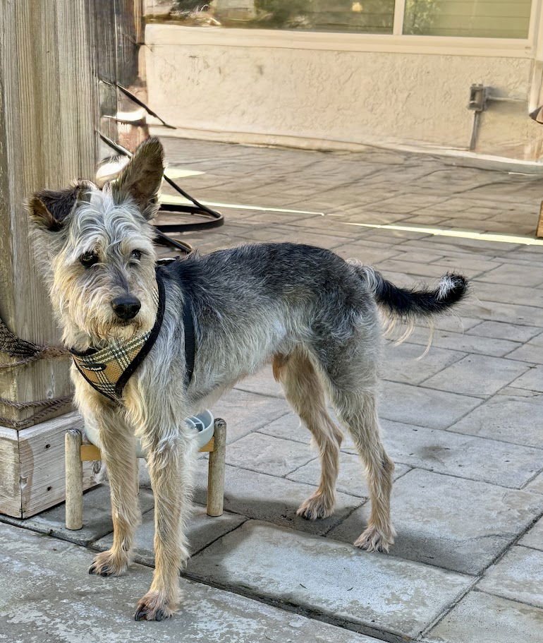 GOLIATH - Miniature Schnauzer / Terrier available for adoption