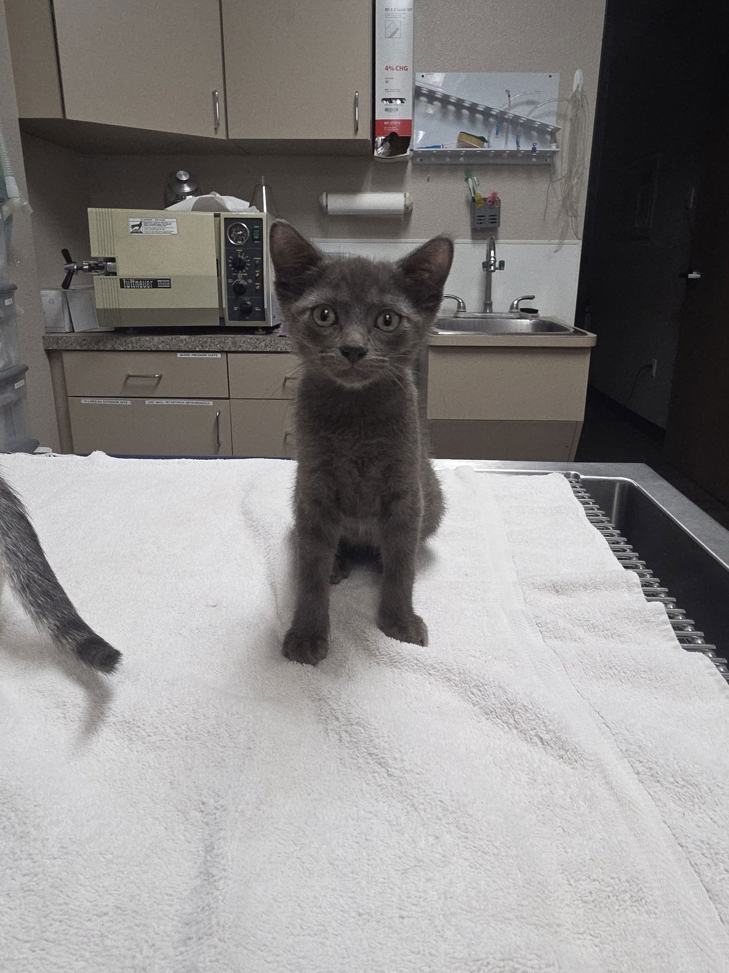 AXLE - Domestic Short Hair available for adoption