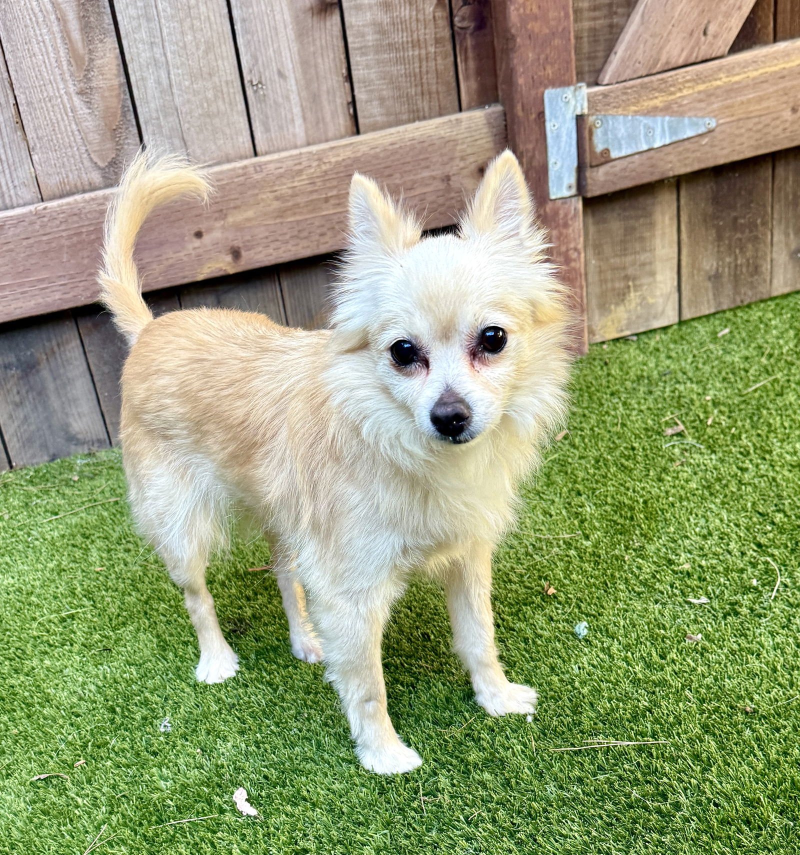 BUTTERCUP - Pomeranian / Chihuahua available for adoption