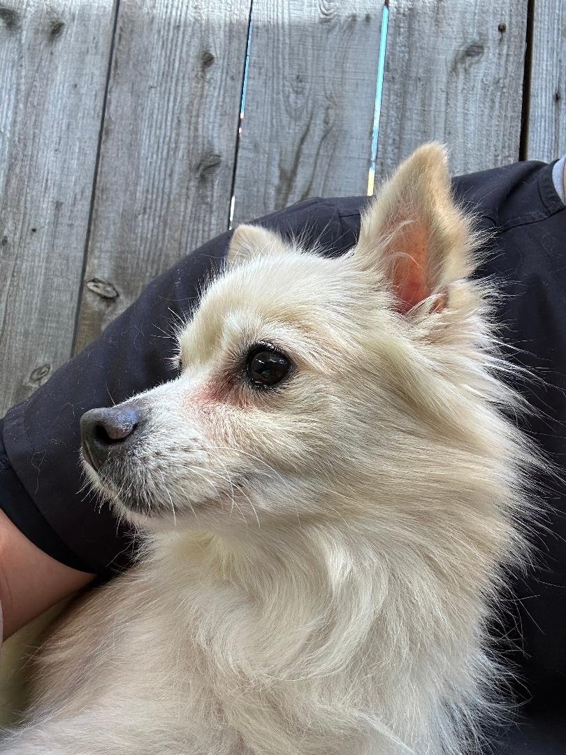 BUTTERCUP - Pomeranian / Chihuahua available for adoption