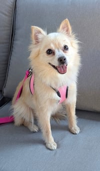 Buttercup - Photo 3